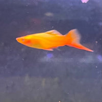 the-fish-farm Swordtail Swordtail - Golden Comet 4-5cm Shop for Golden Comet Swordtail Aquarium Fish at The Fish Farm