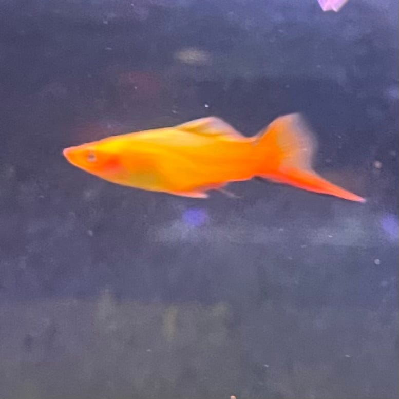 the-fish-farm Swordtail Swordtail - Golden Comet 4-5cm Shop for Golden Comet Swordtail Aquarium Fish at The Fish Farm