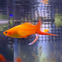 the-fish-farm Swordtail Swordtail - Golden Comet 4-5cm Shop for Golden Comet Swordtail Aquarium Fish at The Fish Farm