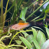 the-fish-farm Swordtail Swordtail - Green 4-5cm Green Swordtail 4.5cm - The Fish Farm