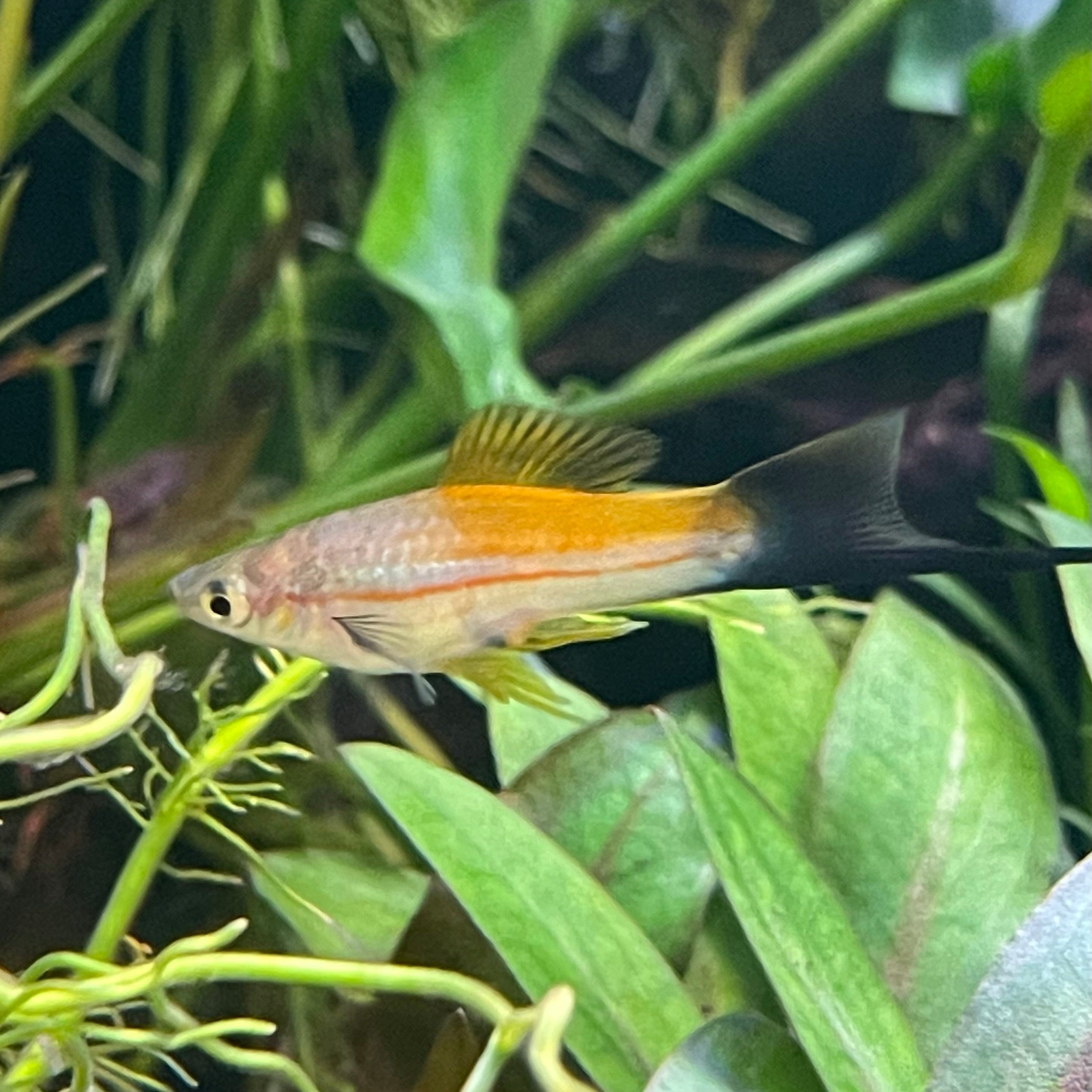 the-fish-farm Swordtail Swordtail - Green 4-5cm Green Swordtail 4.5cm - The Fish Farm