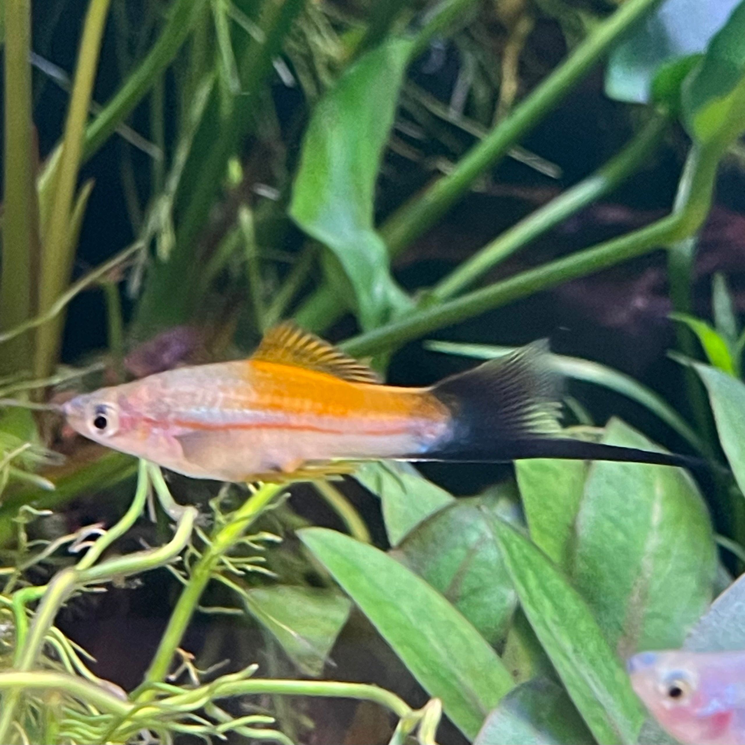 the-fish-farm Swordtail Swordtail - Green 4-5cm Green Swordtail 4.5cm - The Fish Farm