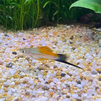 the-fish-farm Swordtail Swordtail - Green 4-5cm Green Swordtail 4.5cm - The Fish Farm