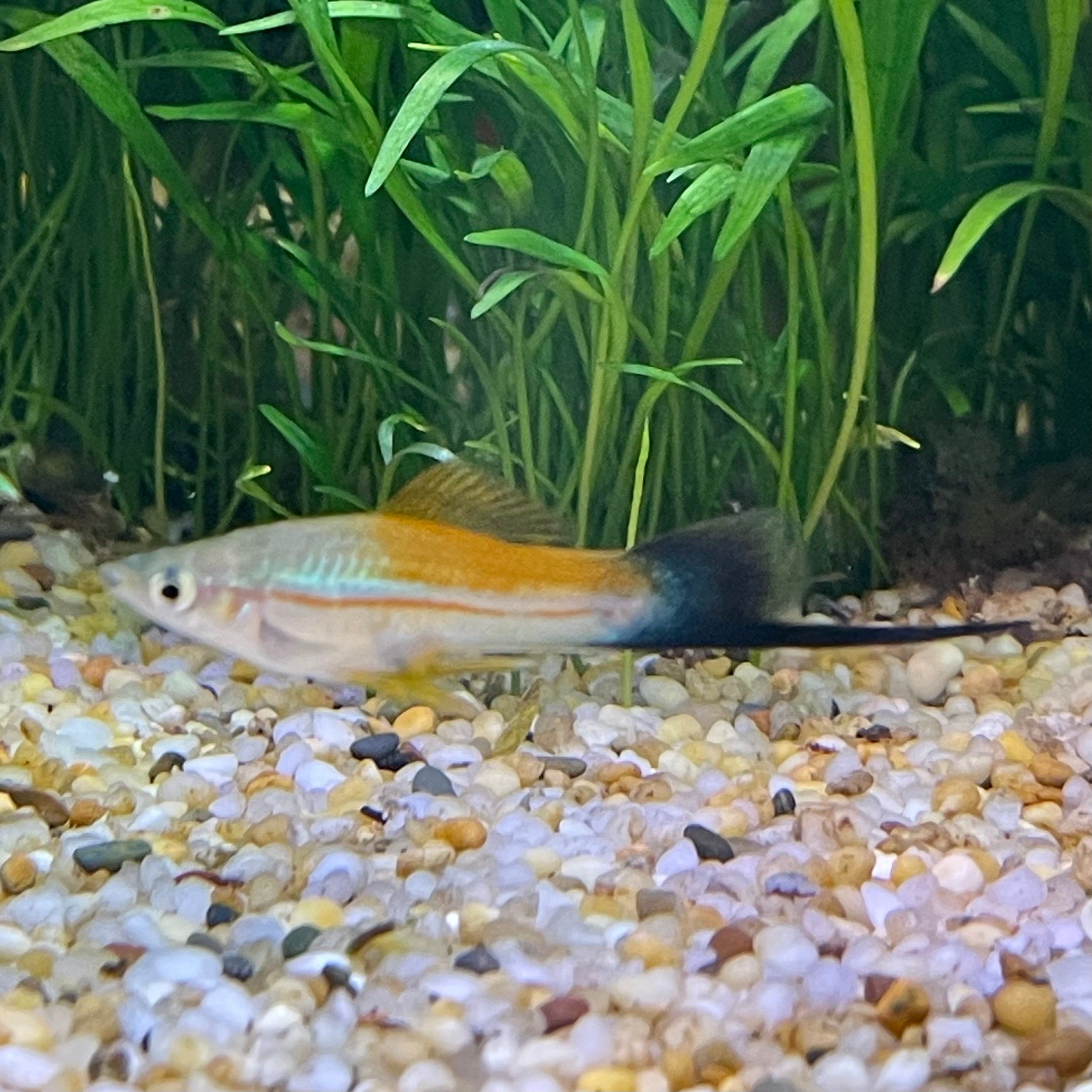 the-fish-farm Swordtail Swordtail - Green 4-5cm Green Swordtail 4.5cm - The Fish Farm