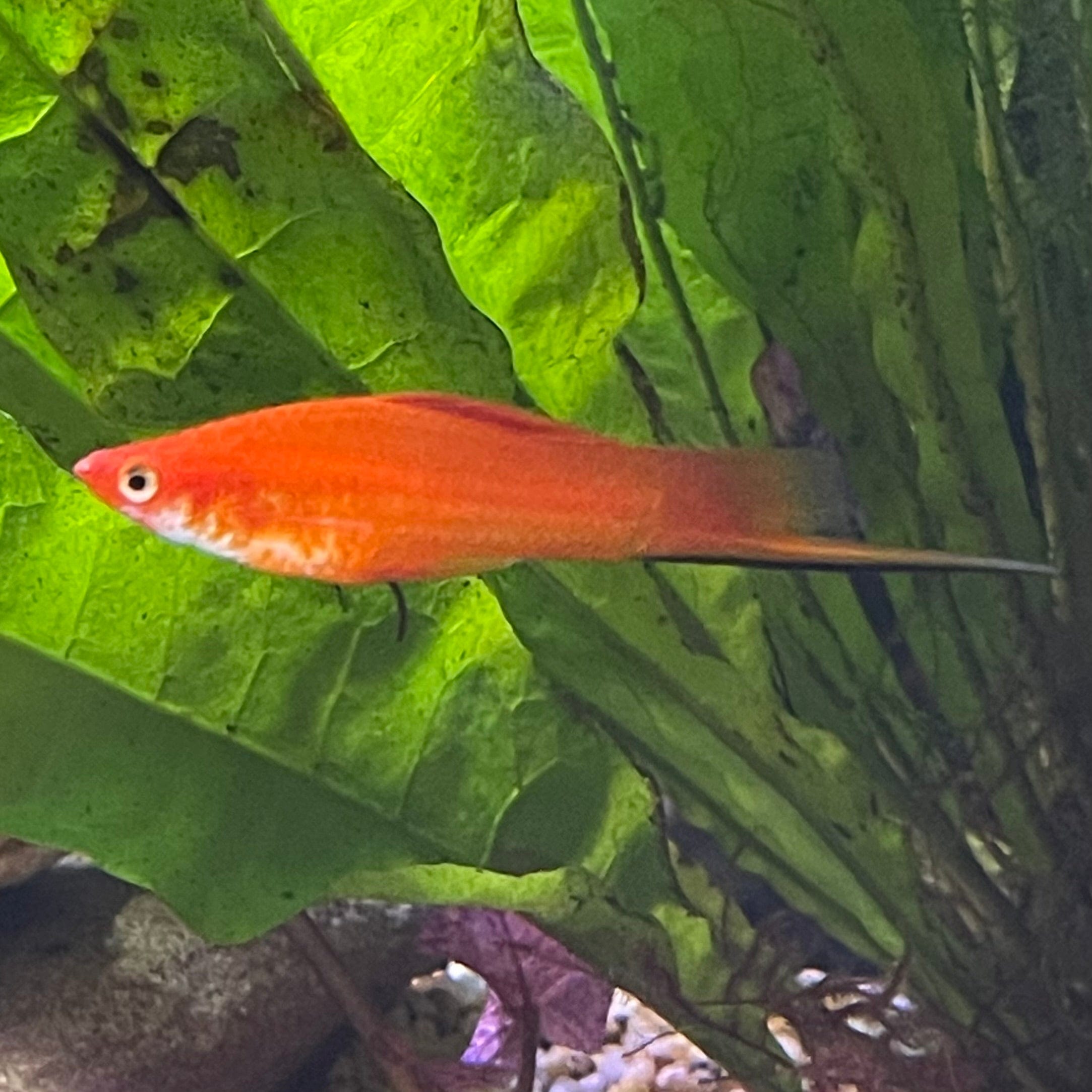 the-fish-farm Swordtail Swordtail Male - Assorted Colours - 4.5cm Swordtail Male 4.5cm - The Fish Farm