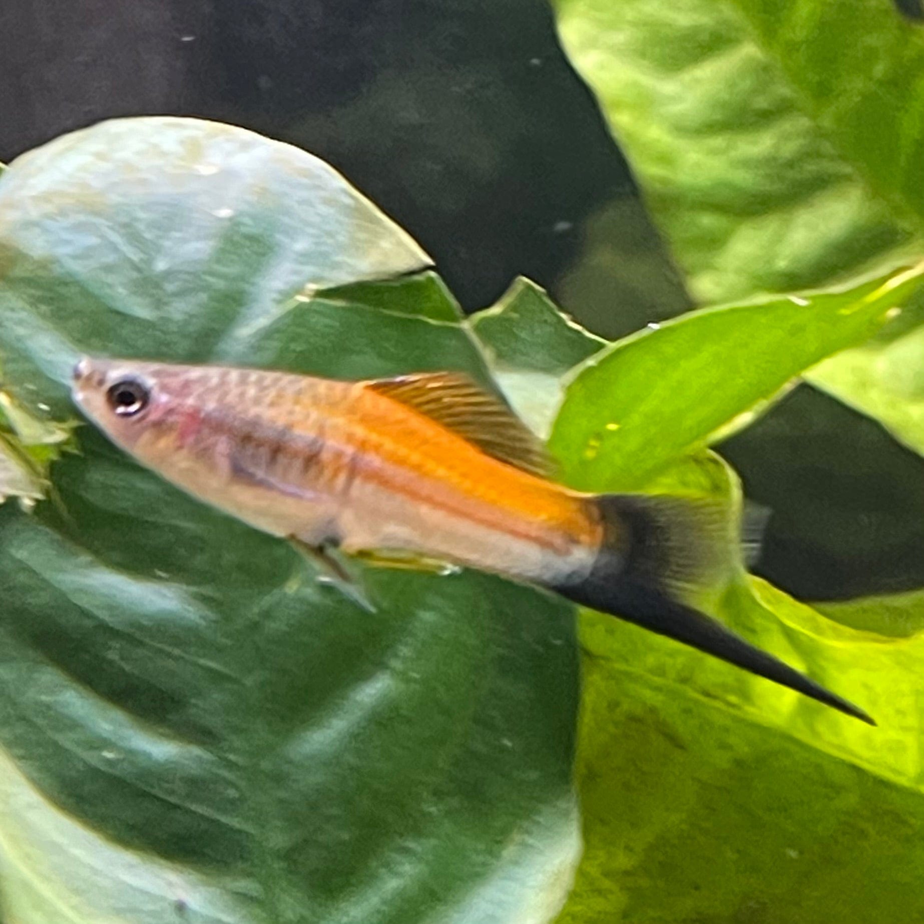 the-fish-farm Swordtail Swordtail Male - Assorted Colours - 4.5cm Swordtail Male 4.5cm - The Fish Farm