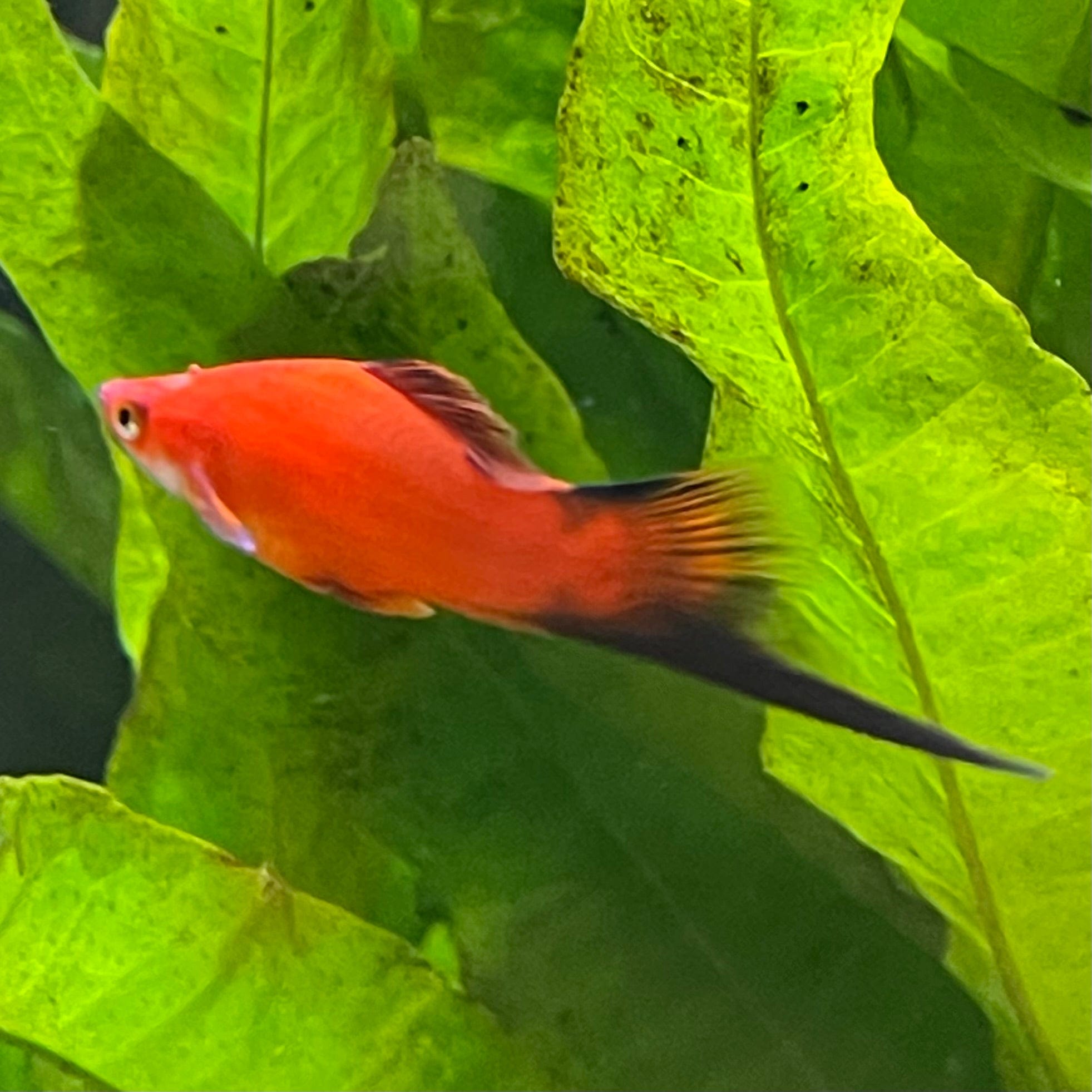 the-fish-farm Swordtail Swordtail Male - Assorted Colours - 4.5cm Swordtail Male 4.5cm - The Fish Farm