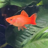 the-fish-farm Swordtail Swordtail - Pink 4-5cm Pink Swordtail - The Fish Farm - Australia