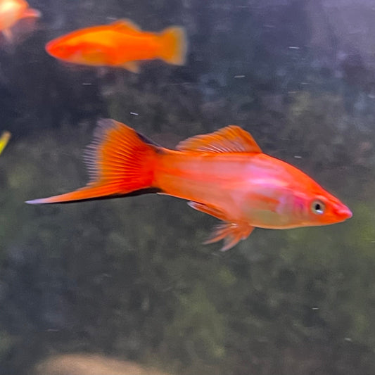 the-fish-farm Swordtail Swordtail - Pink Comet 4.5cm Pink Comet Swordtail 4.5cm - The Fish Farm