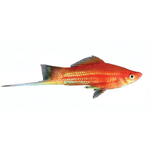 the-fish-farm Swordtail Swordtail - Red 4.5cm Red Swordtail 4.5cm - The Fish Farm