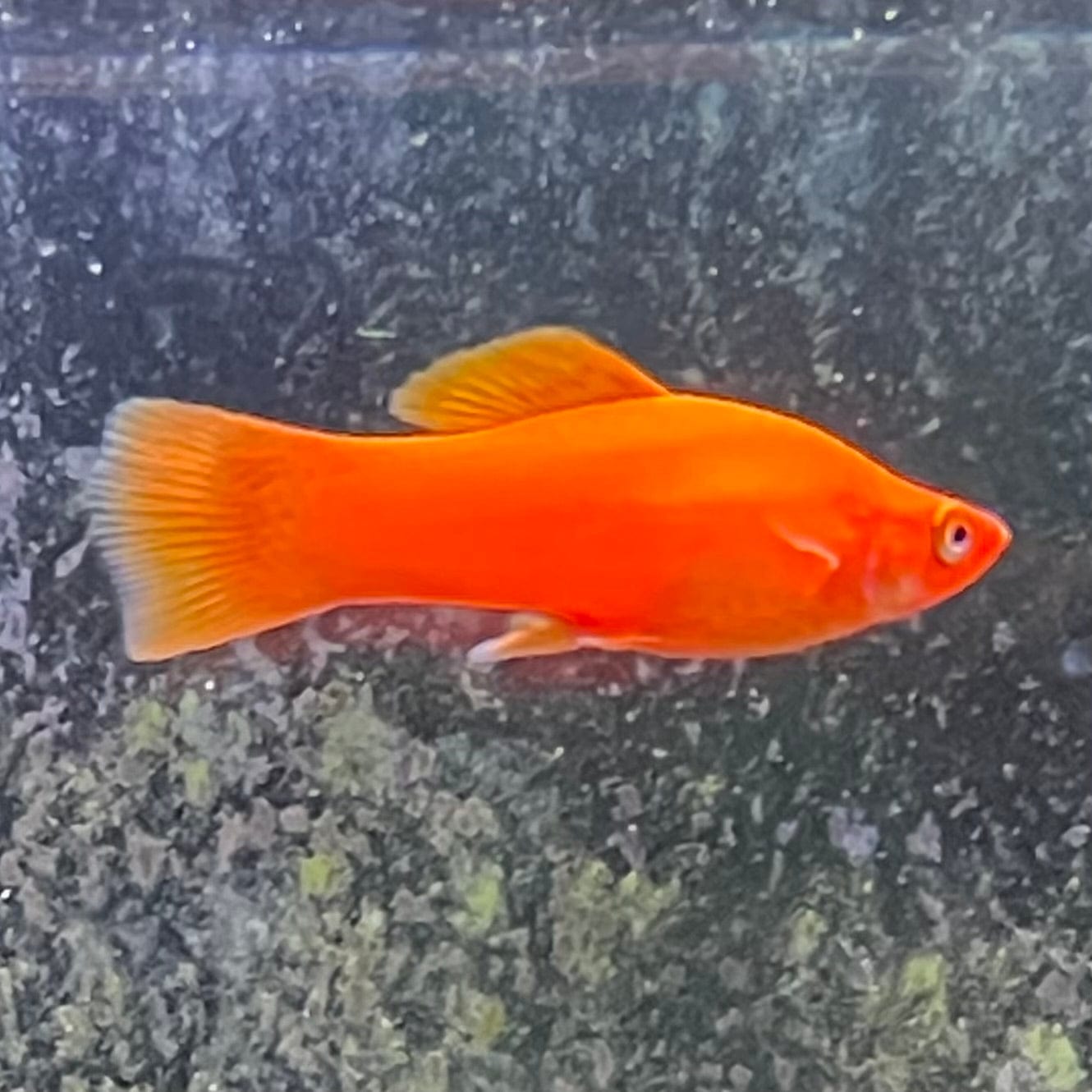 the-fish-farm Swordtail Swordtail - Red 4.5cm Red Swordtail 4.5cm - The Fish Farm