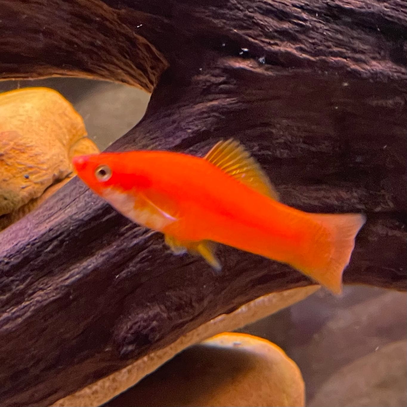 the-fish-farm Swordtail Swordtail - Red 4.5cm Red Swordtail 4.5cm - The Fish Farm