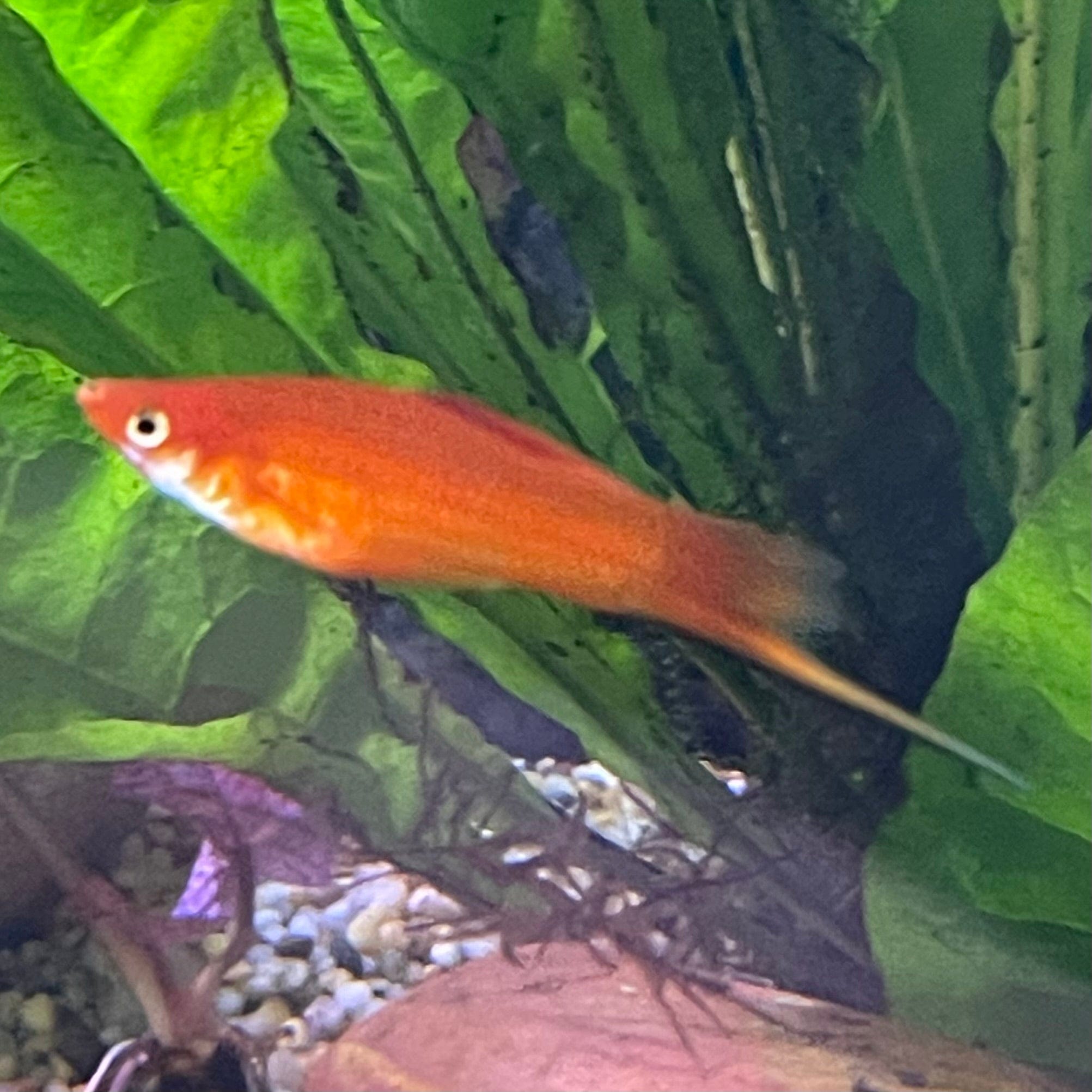 Shop for Red Swordtail Aquarium Fish online at The Fish Farm Australia