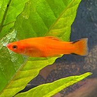 the-fish-farm Swordtail Swordtail - Red Comet 4.5cm Red Comet Swordtail 4.5cm - The Fish Farm