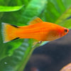 the-fish-farm Swordtail Swordtail - Red Comet 4.5cm Red Comet Swordtail 4.5cm - The Fish Farm