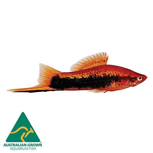 the-fish-farm Swordtail Swordtail - Red Tuxedo 4.5cm Red Tuxedo Swordtail 4.5cm - The Fish Farm