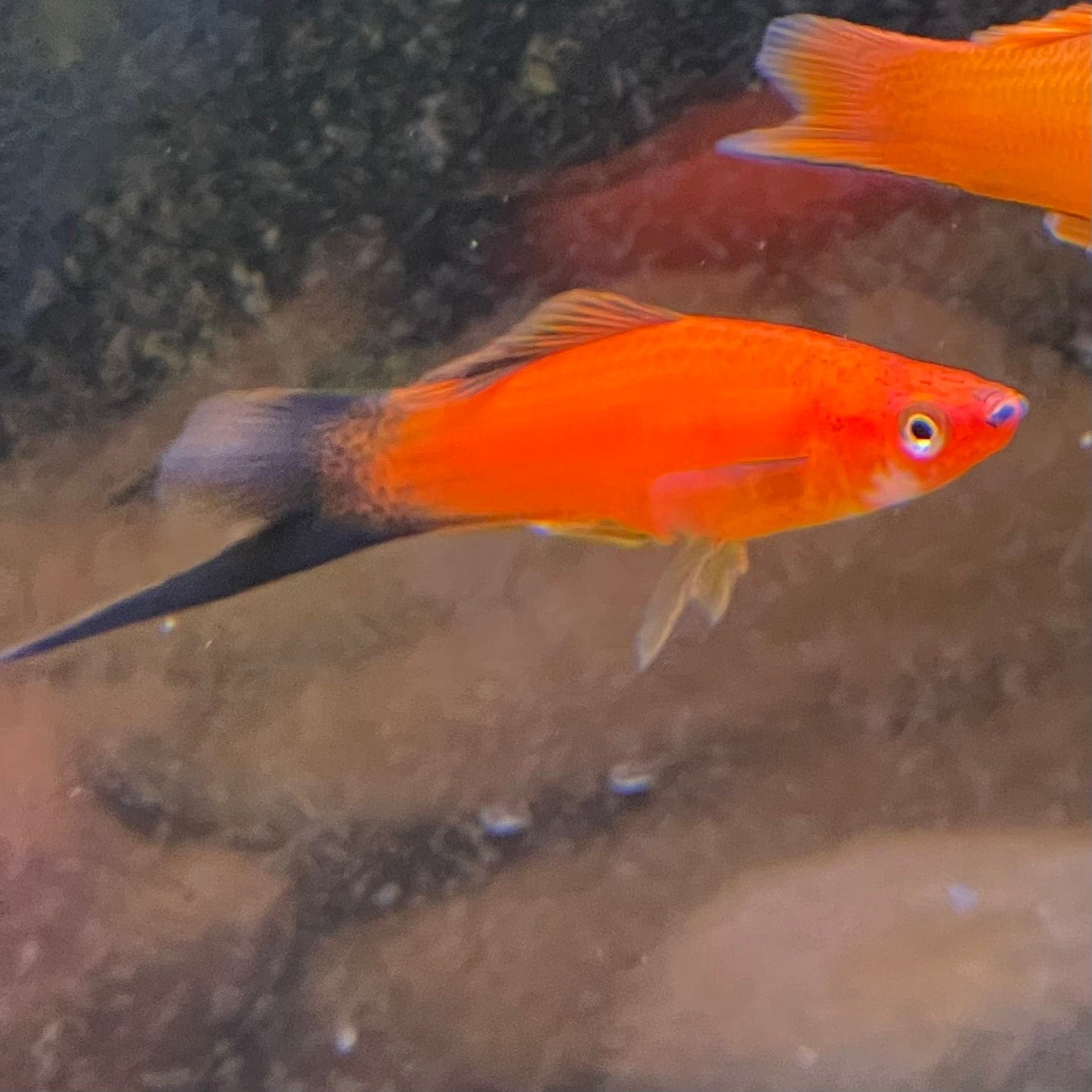 the-fish-farm Swordtail Swordtail - Red Wagtail 4.5cm Red Wagtail Swordtail 4.5cm - The Fish Farm