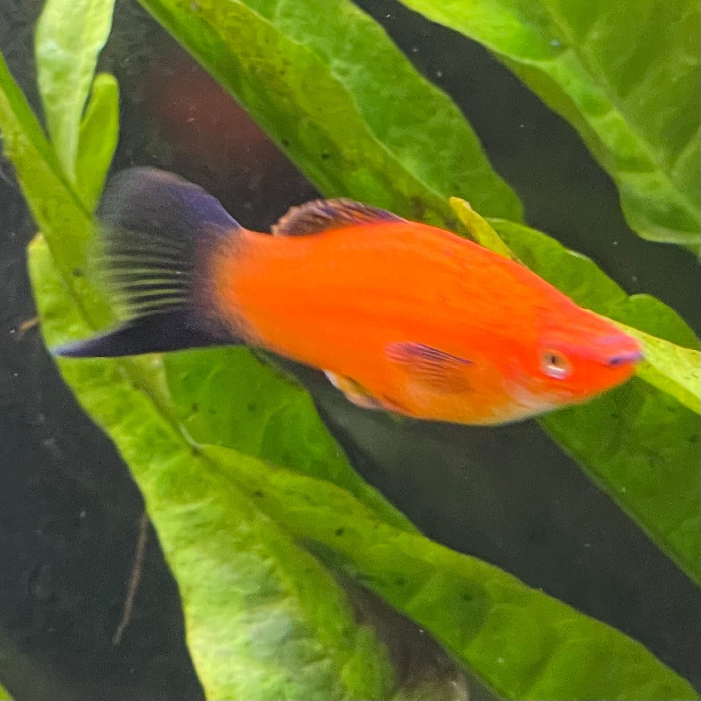 the-fish-farm Swordtail Swordtail - Red Wagtail 4.5cm Red Wagtail Swordtail 4.5cm - The Fish Farm