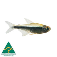 the-fish-farm Tetra Black Neon Tetra Black Neon Tetra - The Fish Farm