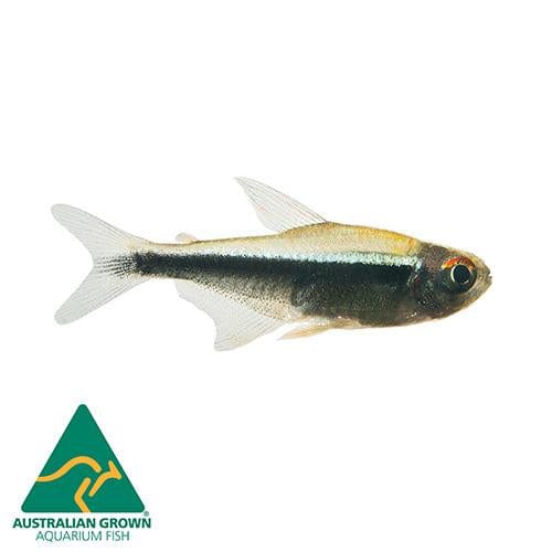 the-fish-farm Tetra Black Neon Tetra Black Neon Tetra - The Fish Farm
