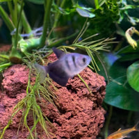 the-fish-farm Tetra Black Phantom Tetra 3cm Black Phantom Tetra 3cm  - The Fish Farm