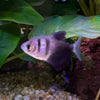 the-fish-farm Tetra Black Phantom Tetra 3cm Black Phantom Tetra 3cm  - The Fish Farm