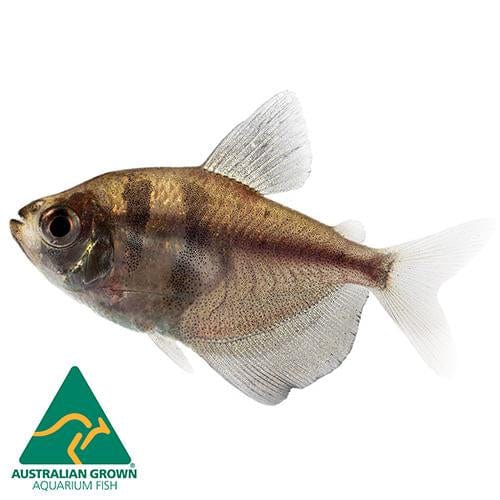 the-fish-farm Tetra Black Widow Tetra Black Widow Tetra  - The Fish Farm
