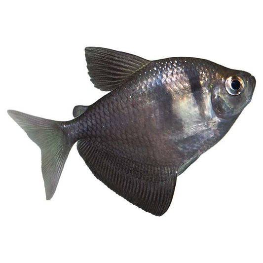 the-fish-farm Tetra Black Widow Tetra Black Widow Tetra  - The Fish Farm