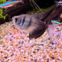 the-fish-farm Tetra Black Widow Tetra Black Widow Tetra  - The Fish Farm