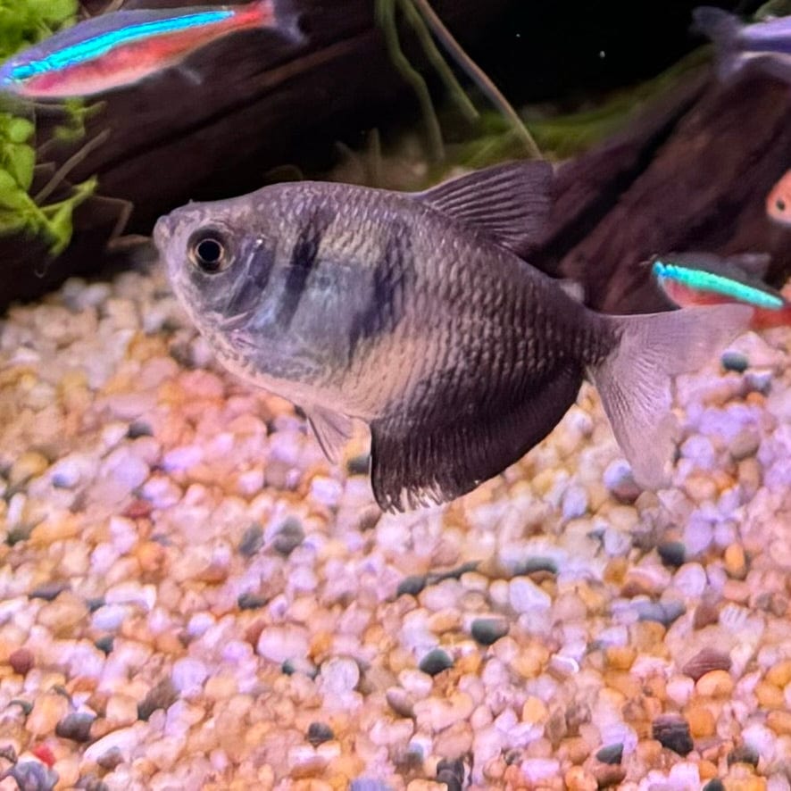 the-fish-farm Tetra Black Widow Tetra Black Widow Tetra  - The Fish Farm