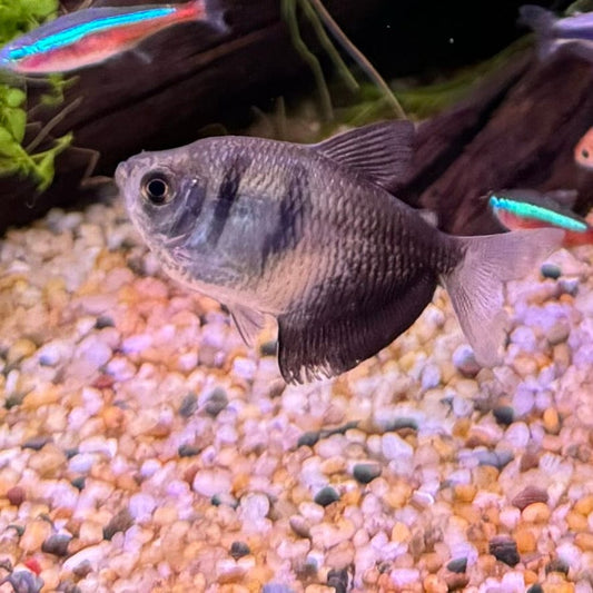the-fish-farm Tetra Black Widow Tetra Black Widow Tetra  - The Fish Farm