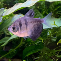 the-fish-farm Tetra Black Widow Tetra Black Widow Tetra  - The Fish Farm