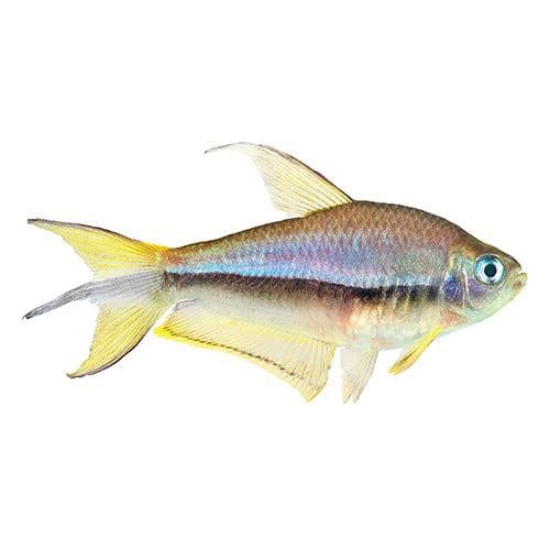 the-fish-farm Tetra Blue Emperor Tetra Blue Emperor Tetra  - The Fish Farm