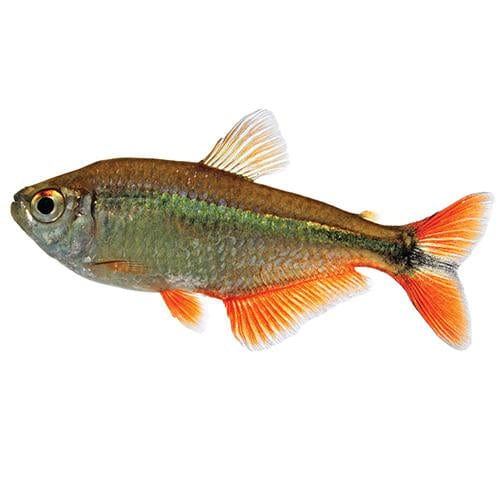 the-fish-farm Tetra Buenos Aires Tetra 3cm Buenos Aires Tetra 3cm - The Fish Farm