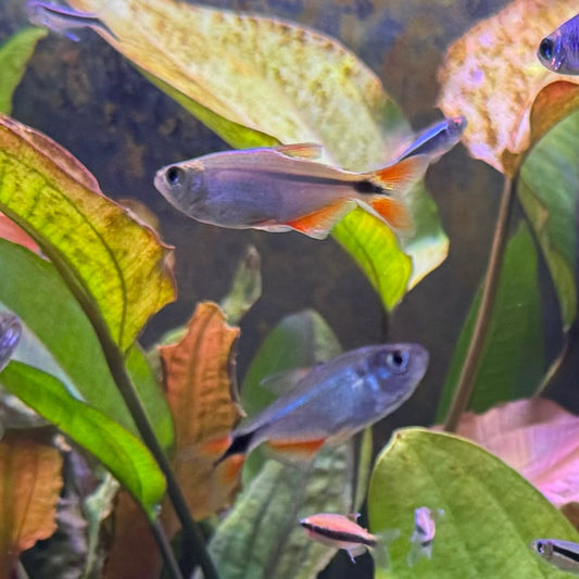 do buenos aires tetras eat plants Buenos Aires Tetra