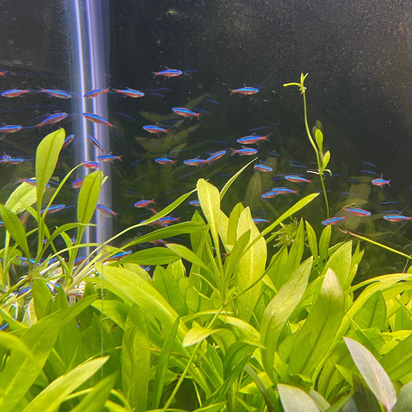 the-fish-farm Tetra Cardinal Tetra (2.5-3cm) Cardinal Tetra (2.5-3cm)