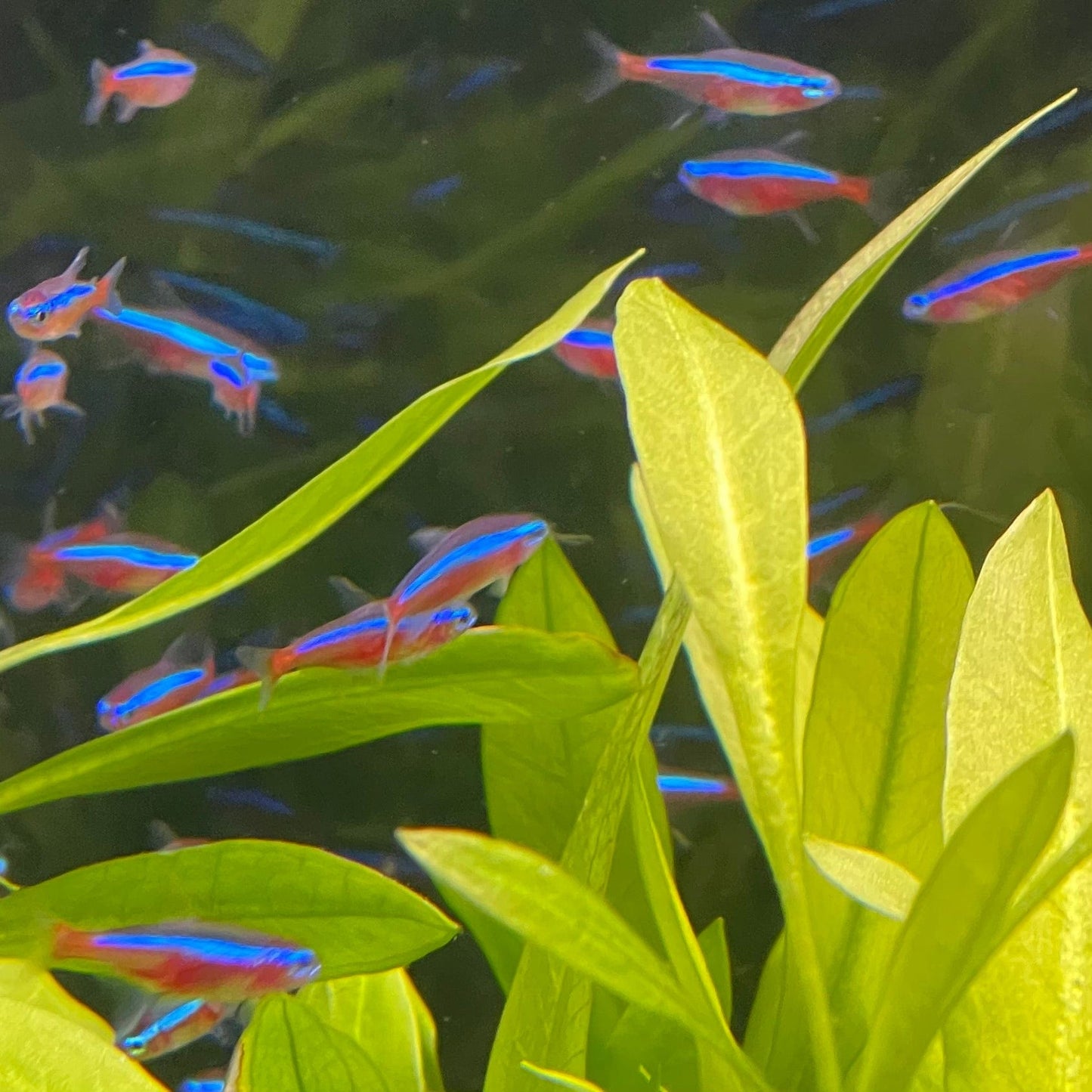 the-fish-farm Tetra Cardinal Tetra (2.5-3cm) Cardinal Tetra (2.5-3cm)