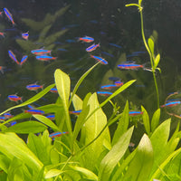 the-fish-farm Tetra Cardinal Tetra (2.5-3cm) Cardinal Tetra (2.5-3cm)
