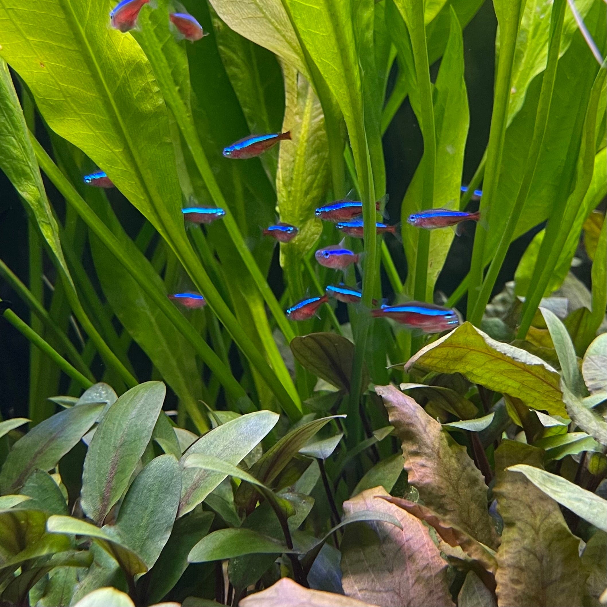 the-fish-farm Tetra Cardinal Tetra (2.5-3cm) Cardinal Tetra (2.5-3cm)