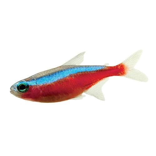 the-fish-farm Tetra Cardinal Tetra
