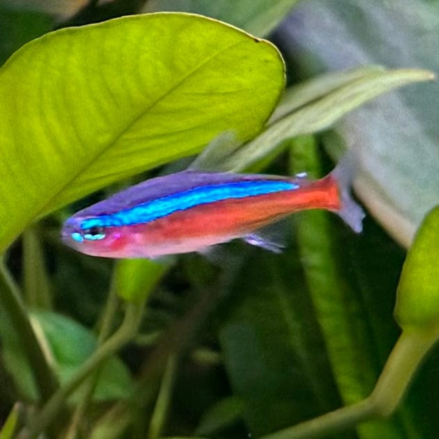 the-fish-farm Tetra Cardinal Tetra