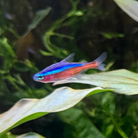 the-fish-farm Tetra Cardinal Tetra