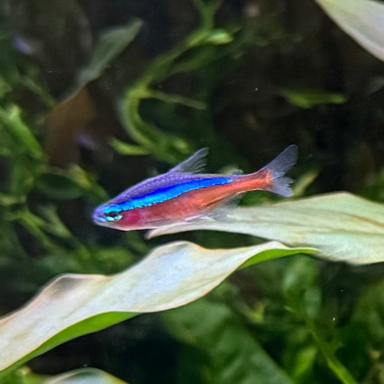 the-fish-farm Tetra Cardinal Tetra