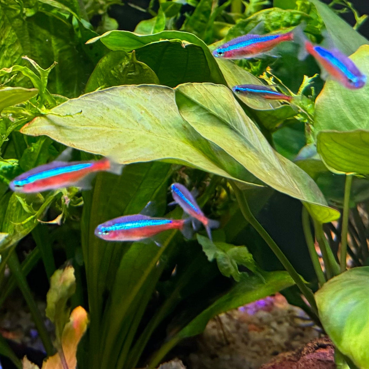 TETRAS & RASPBORAS – The Fish Farm