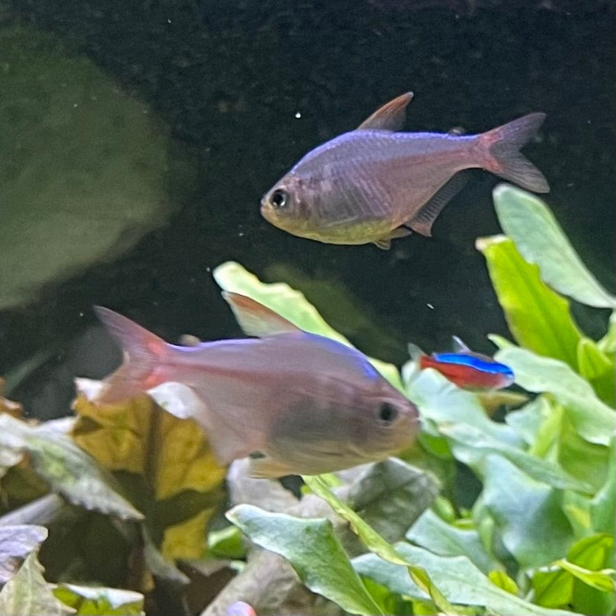 the-fish-farm Tetra Colombian Tetra 3cm Colombia Tetra 3cm- The Fish Farm