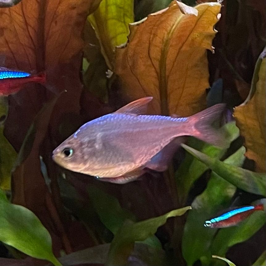 the-fish-farm Tetra Colombian Tetra 3cm Colombia Tetra 3cm- The Fish Farm