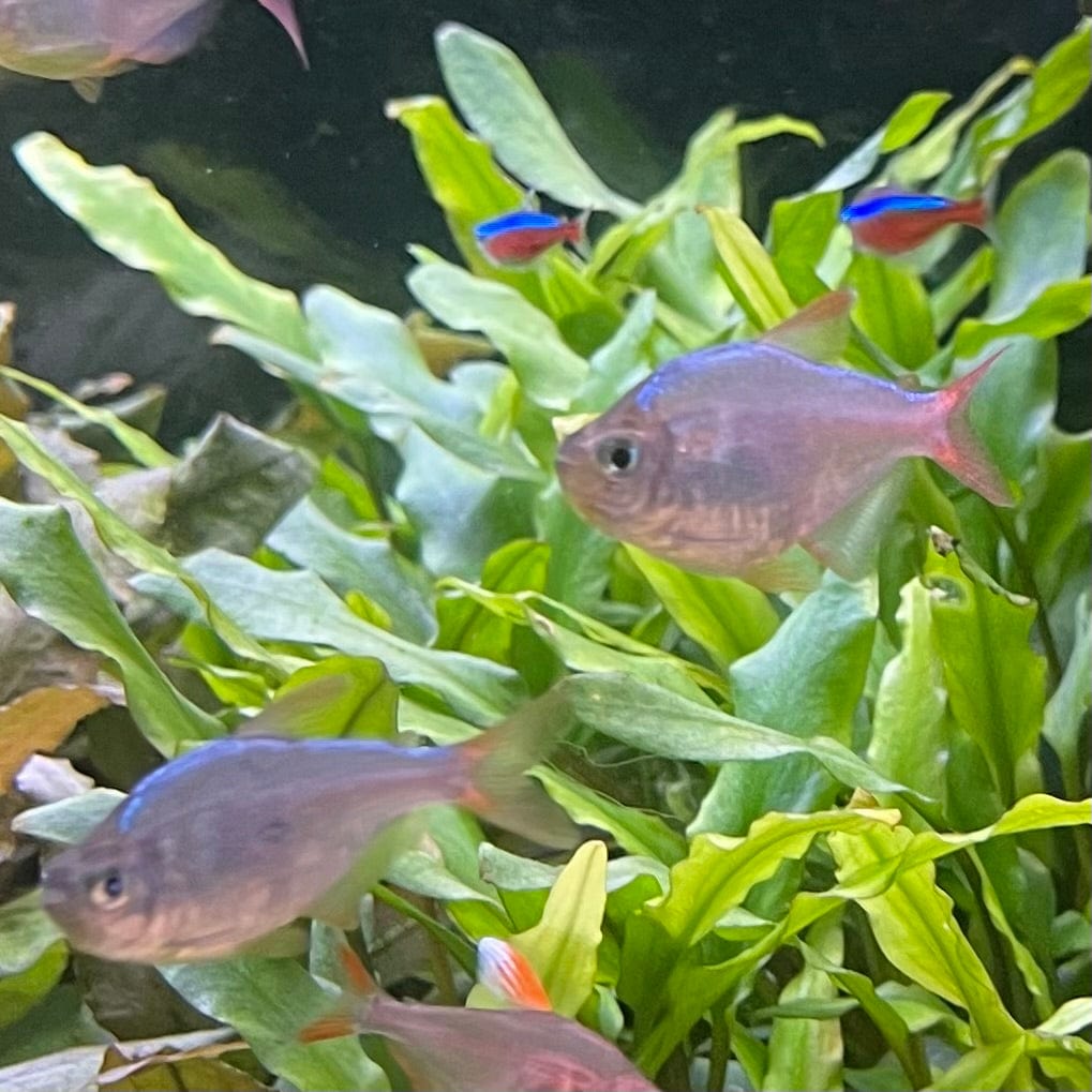 the-fish-farm Tetra Colombian Tetra 3cm Colombia Tetra 3cm- The Fish Farm