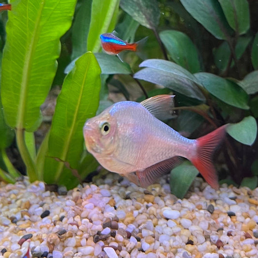 the-fish-farm Tetra Colombian Tetra 3cm Colombia Tetra 3cm- The Fish Farm