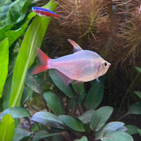the-fish-farm Tetra Colombian Tetra 3cm Colombia Tetra 3cm- The Fish Farm