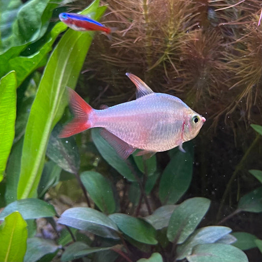 the-fish-farm Tetra Colombian Tetra 3cm Colombia Tetra 3cm- The Fish Farm